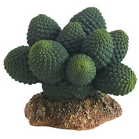 Thumbnail for Cactus Atacama 7 cm