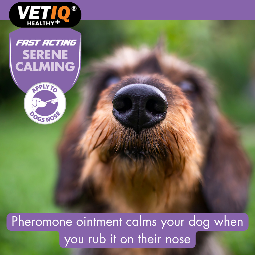 VetIQ Serene Calming Dog Ointment 50g - 50g