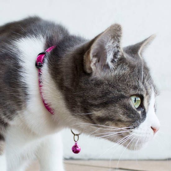 Rogz Fancy Bubble Fish Cat Collar -
