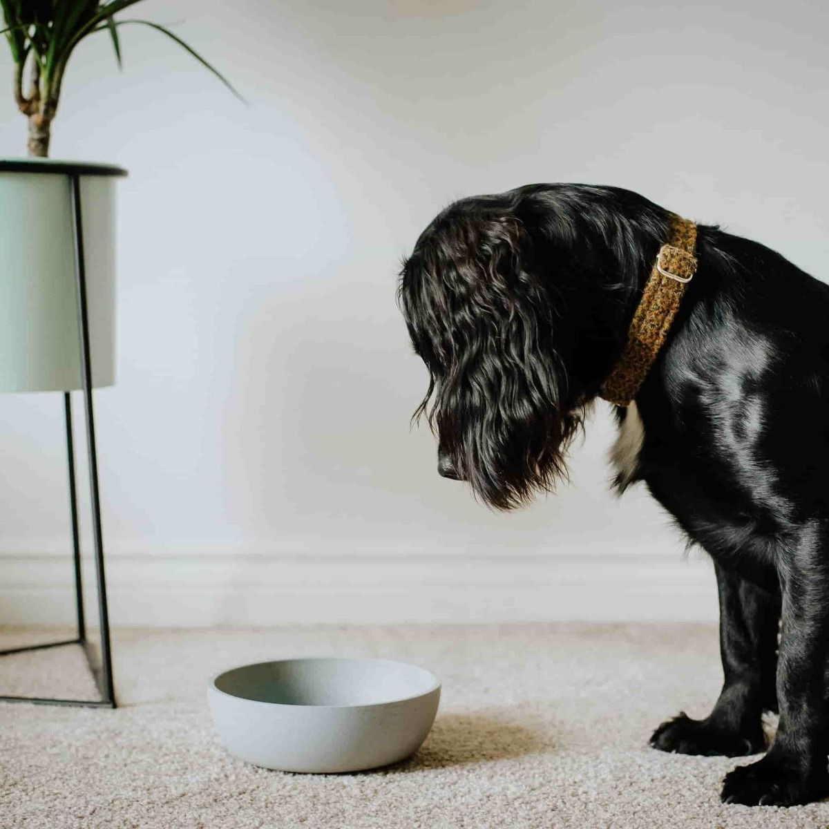 District 70 Bamboo Dog Bowl - MERENGUE Small