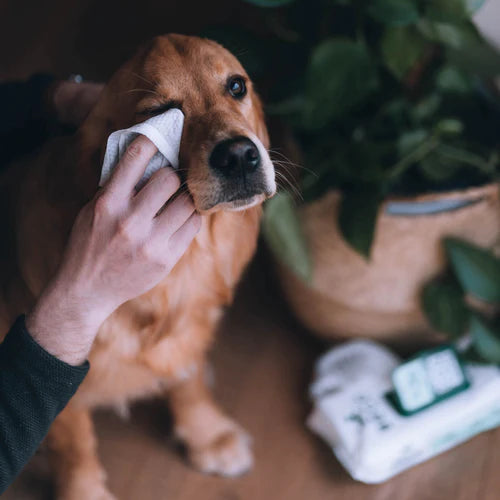 Beco Bamboo Unscented Dog Wipes -