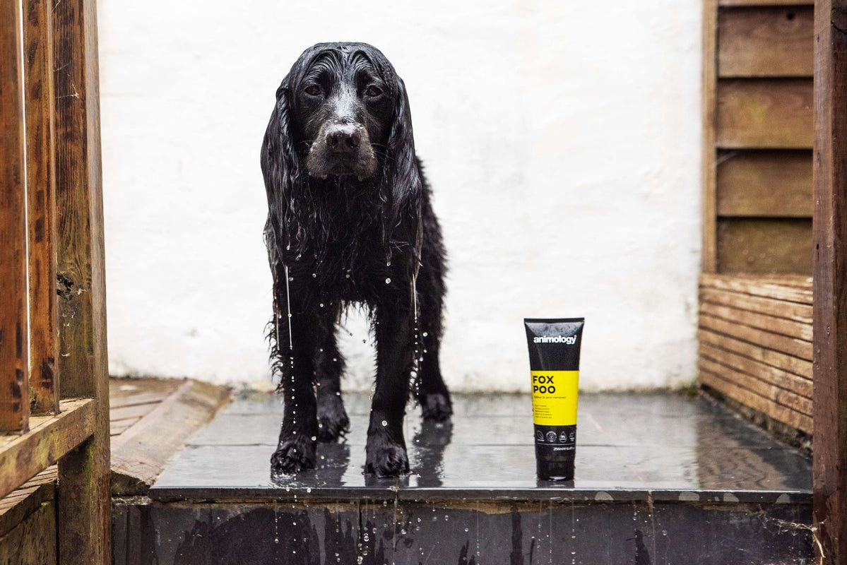Animology Fox Poo Odour & Poo Remover Dog Shampoo 250ml - 250ml