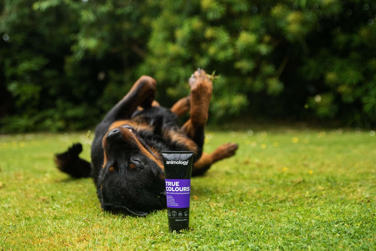 Animology True Colours Colour Enhancing Dog Shampoo 250ml - 250ml