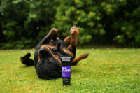 Animology True Colours Colour Enhancing Dog Shampoo 250ml - 250ml