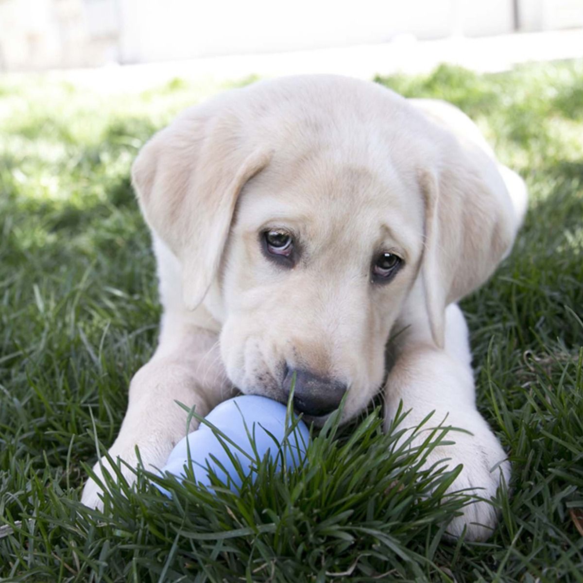 Kong Puppy Toy - S