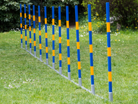 FCI Professional Agility Slalom