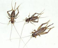 Thumbnail for Feeder Crickets M/L (Pack of approx. 60pcs)