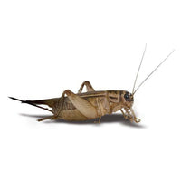 Thumbnail for Feeder Crickets M/L (Pack of approx. 60pcs)