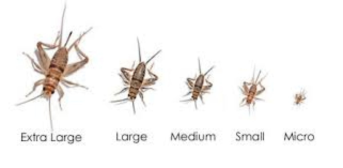Feeder Crickets S (Pack of approx. 60pcs)