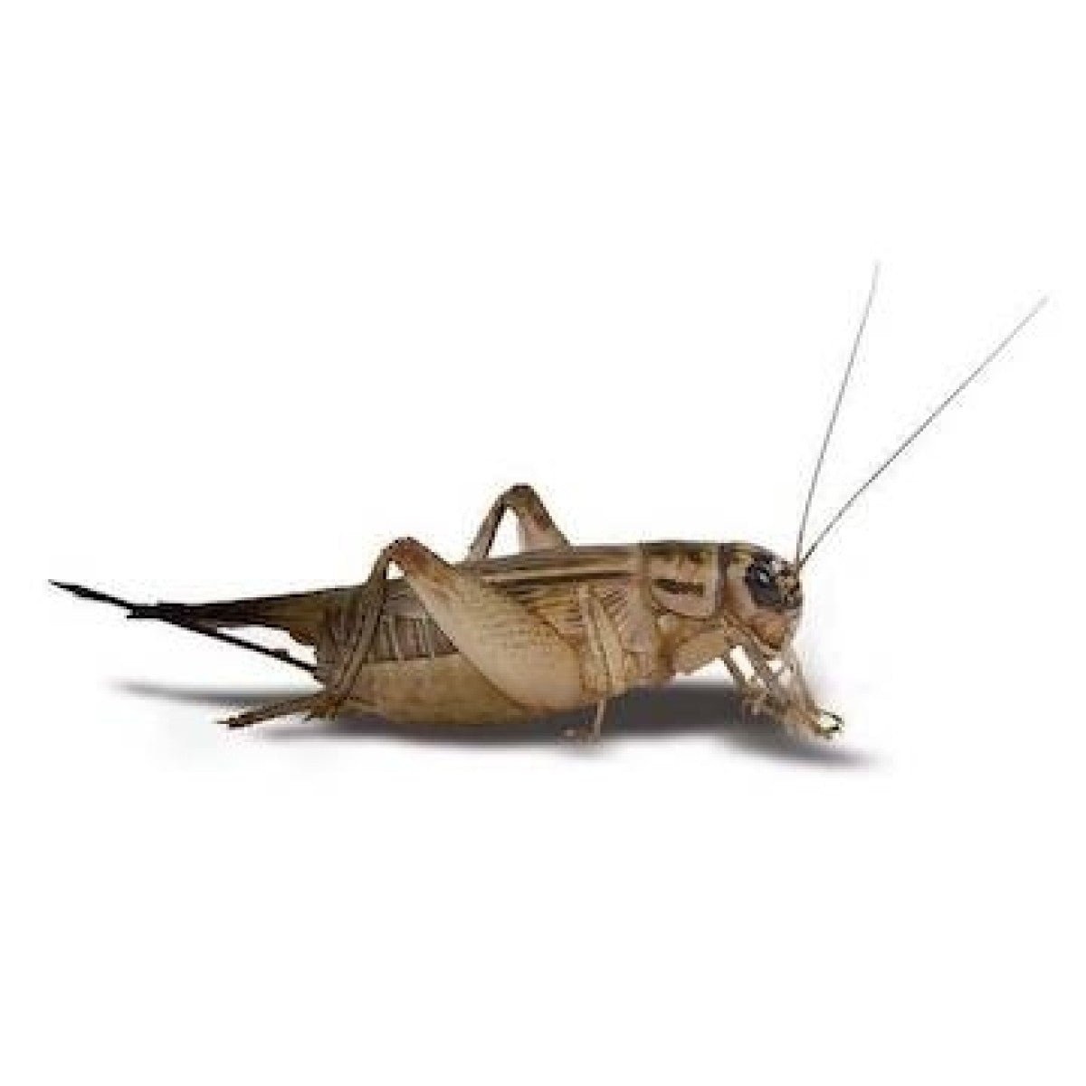 Feeder Crickets S (Pack of approx. 60pcs)