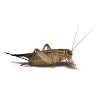 Thumbnail for Feeder Crickets S (Pack of approx. 60pcs)
