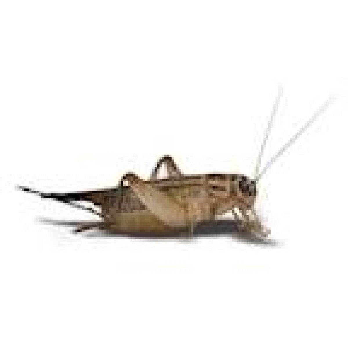 Feeder Crickets S (Pack of approx. 60pcs)