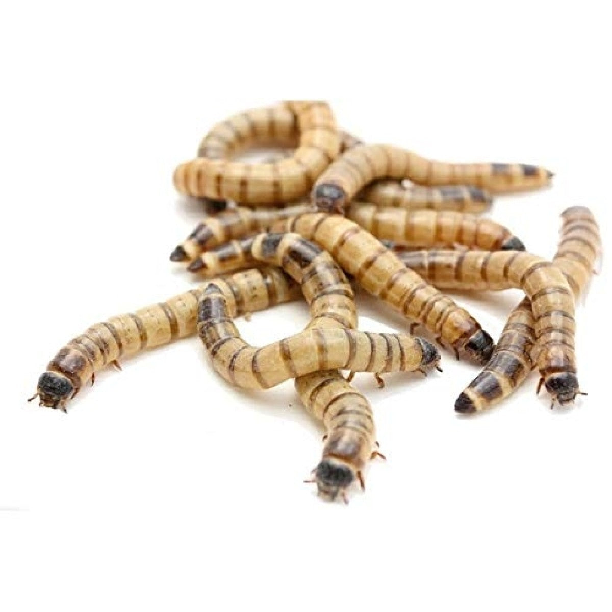 FEEDER SUPERWORMS (PACK OF 20 PCS)