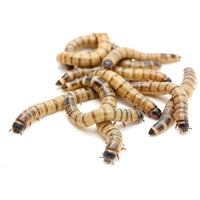 Thumbnail for FEEDER SUPERWORMS (PACK OF 20 PCS)