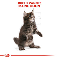 Thumbnail for Feline Breed Nutrition Maine Coon Kitten 2 KG