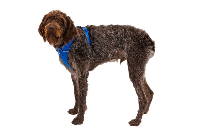 Ruffwear Front Range Padded Dog Harness - Blue Pool Large/X-Large