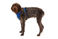 Thumbnail for Ruffwear Front Range Padded Dog Harness - Blue Pool Large/X-Large