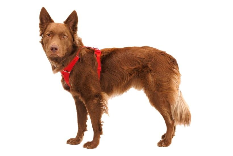 Ruffwear Front Range Padded Dog Harness - Red Canyon Large/X-Large