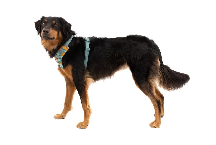 Ruffwear Front Range Padded Dog Harness - River Rock Large/X-Large