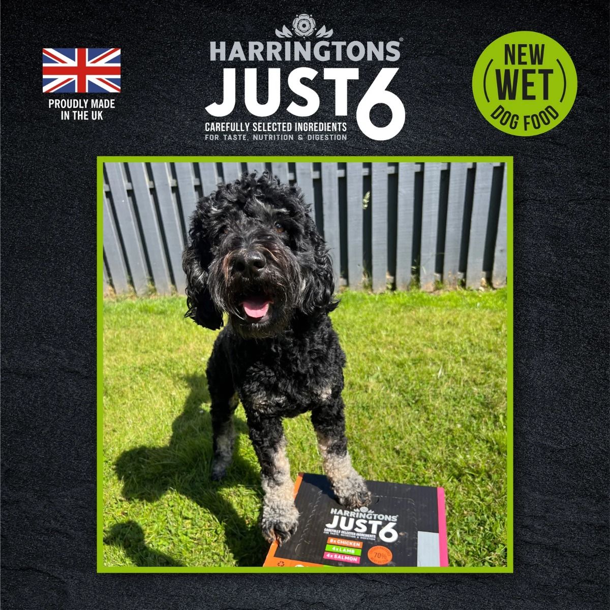 Harringtons Just 6 Lamb Grain Free Adult Wet Dog Food 380g - 380G