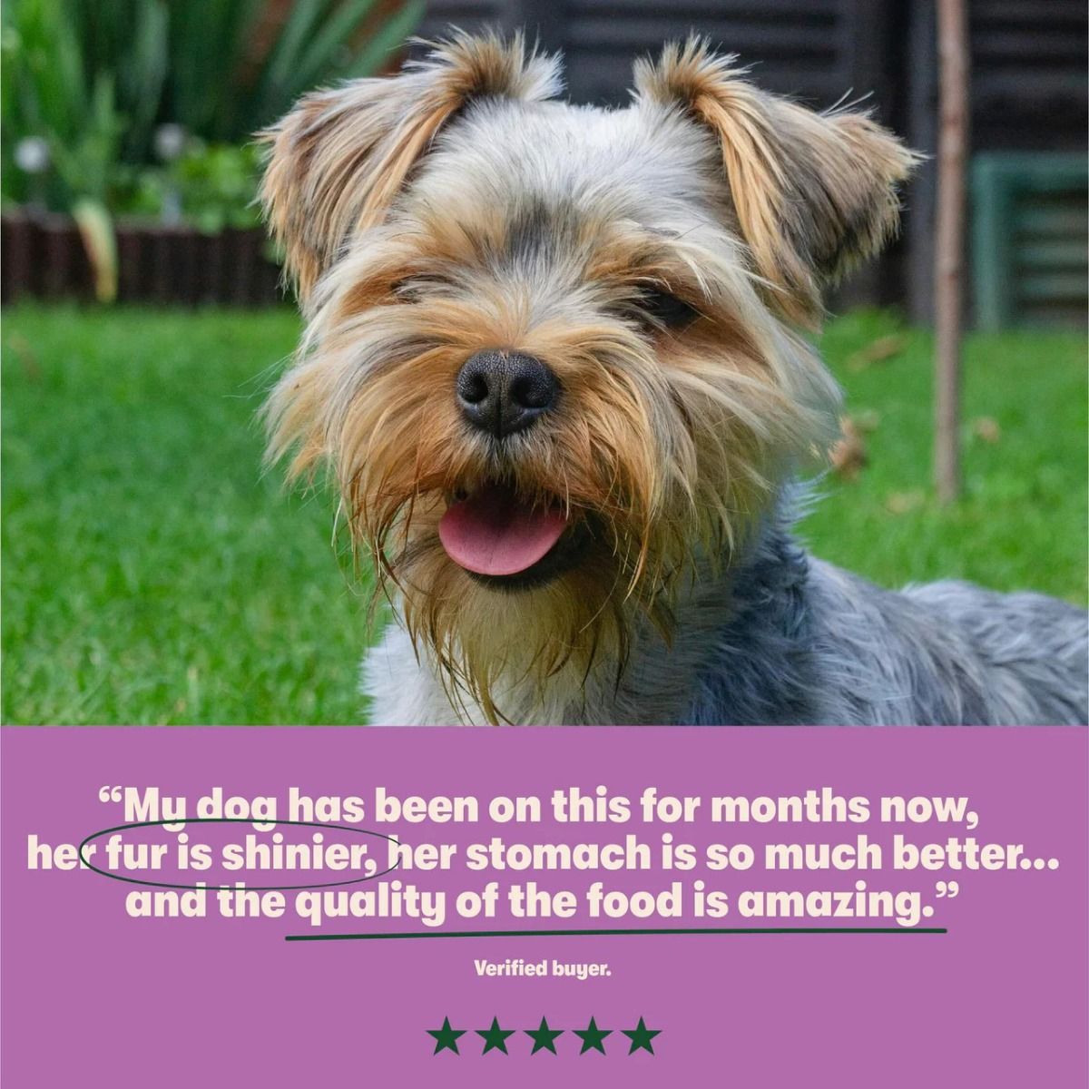 Harringtons Grain Free Meaty Selection Wet Dog Food 6 x 400g