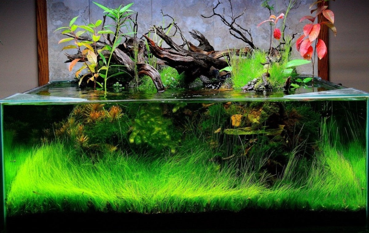 Dymax Shallow Aquarium 45CM X 24CM X 18CM (5 MM)