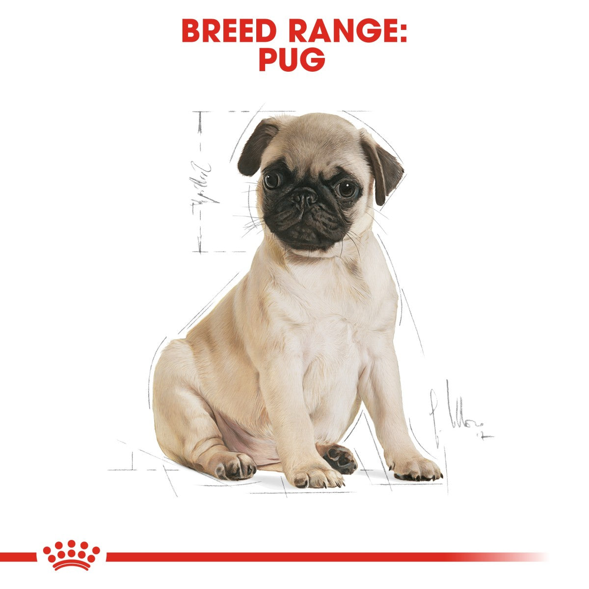 Breed Health Nutrition Pug Puppy 1.5 KG