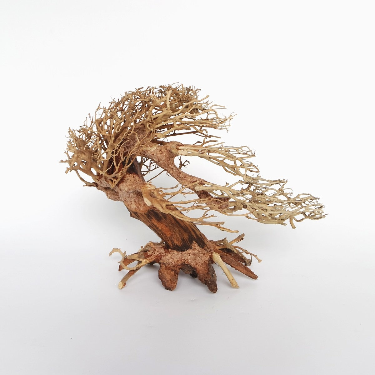 Romantic Bonsai Wood - Small / 23x17x10cm / BOX