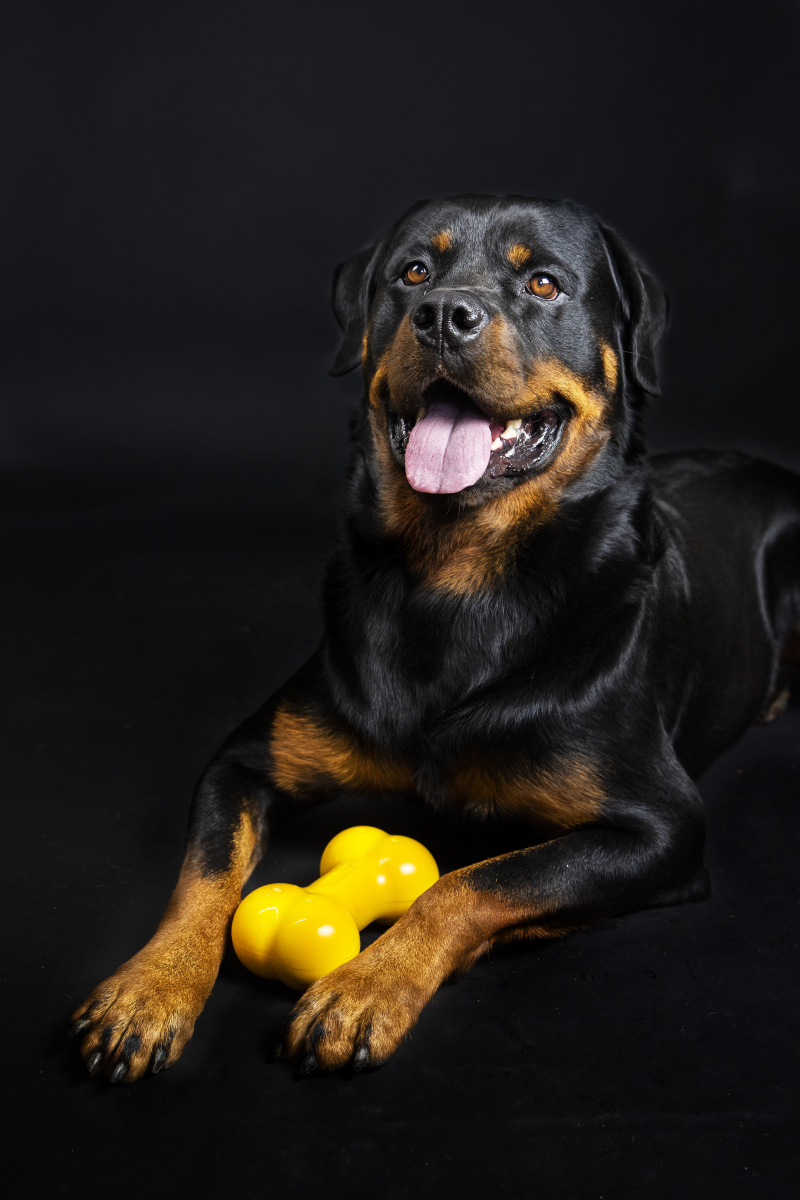 TastyBone Nylon Giant Dog  - Chicken