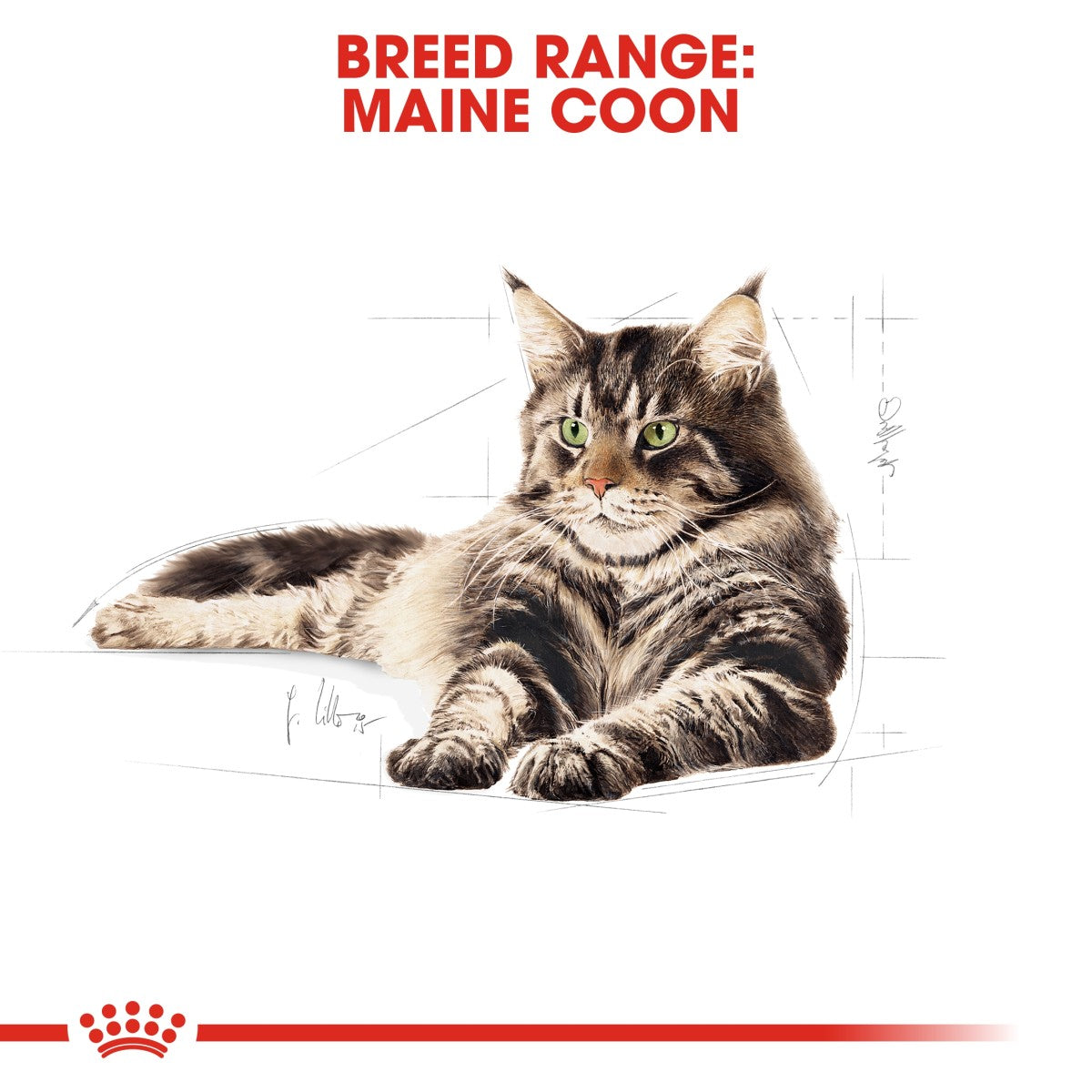 Feline Breed Nutrition Maine Coon Adult 2 KG