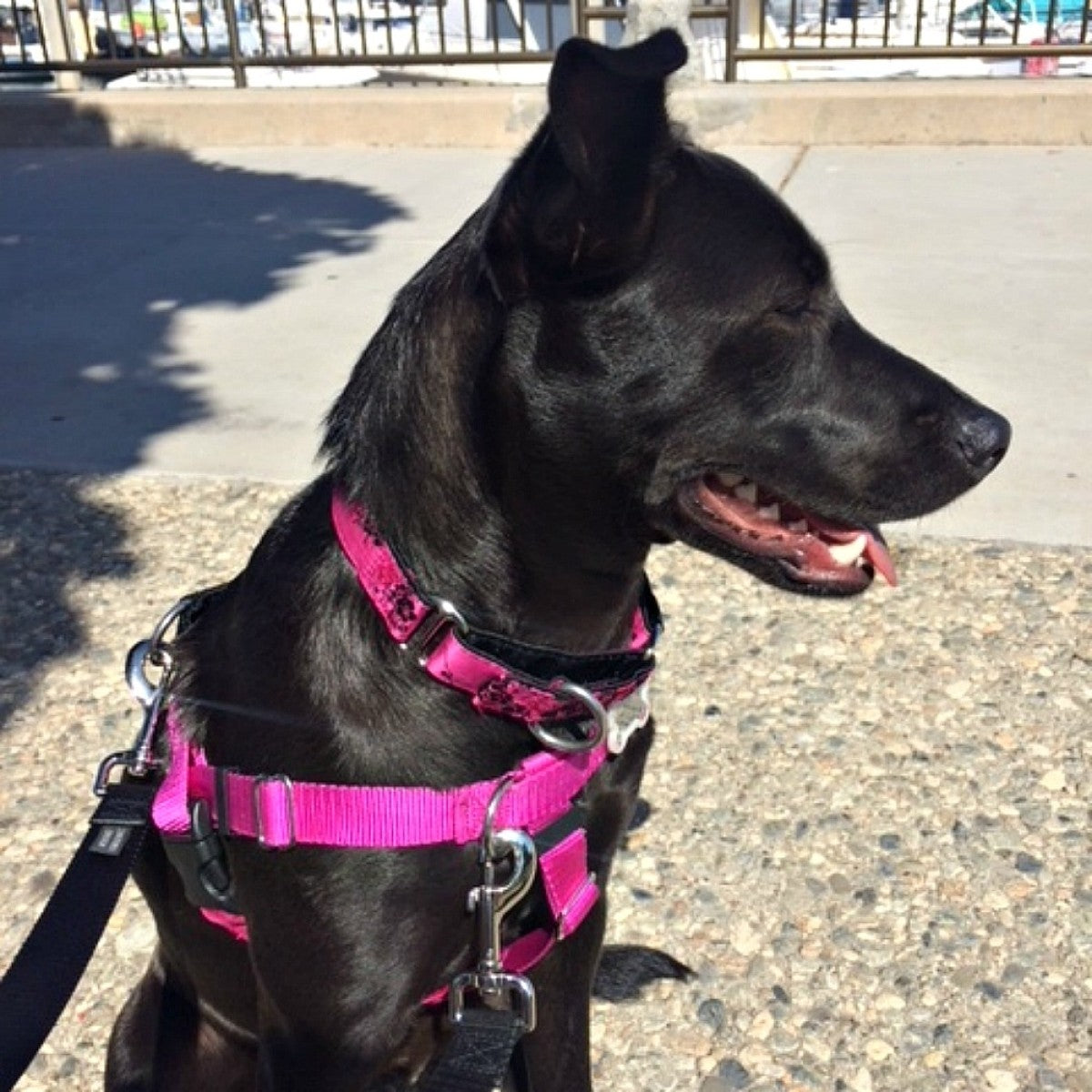 Small Satin Lined Martingale Collar - Cherry Blossoms Fuchsia