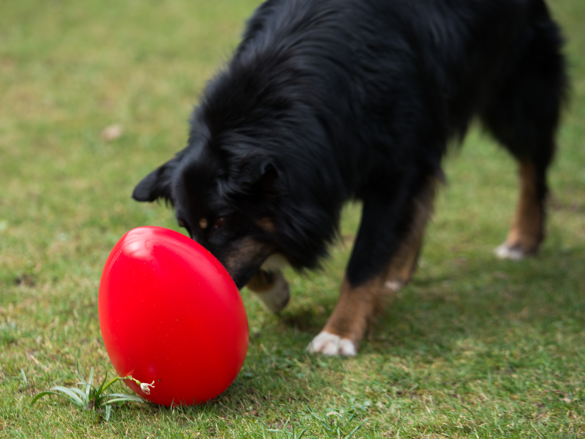 Egg Toy 30 cm