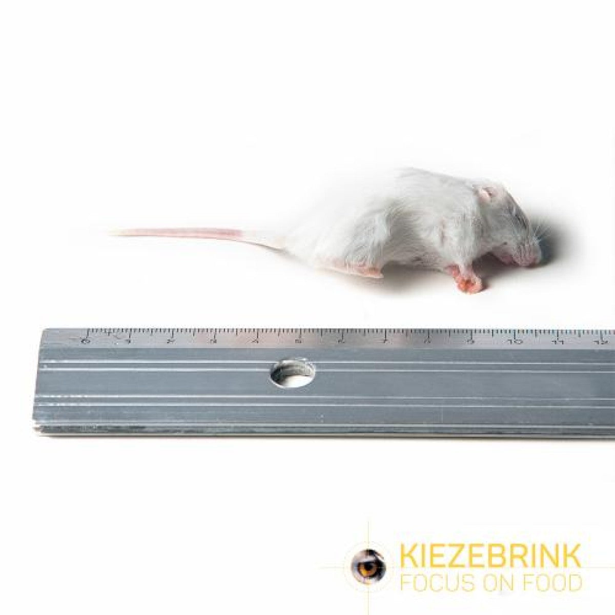 Small White Commercial Mice 10-20g - 1kg pack