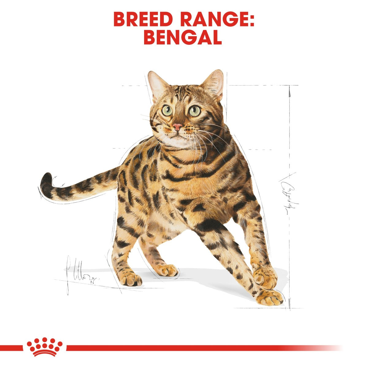 Feline Breed Nutrition Bengal Adult 2 KG