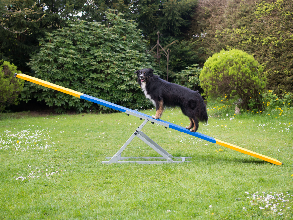 FCI Agility Professional Teeter (2 parts)