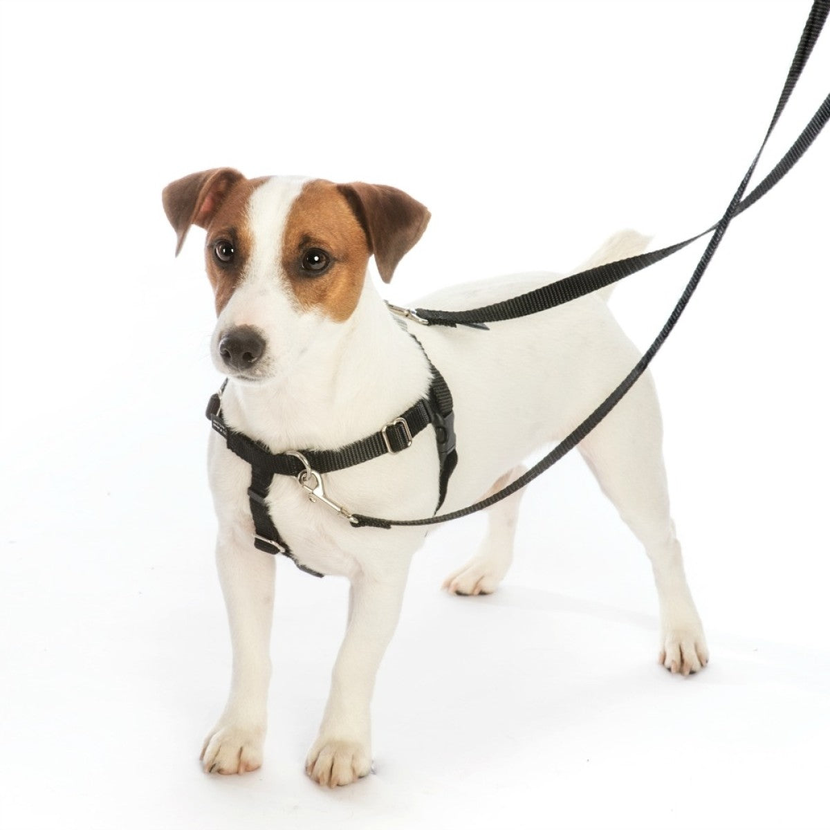 Freedom No-Pull Harness and Leash - Black / Large 1"