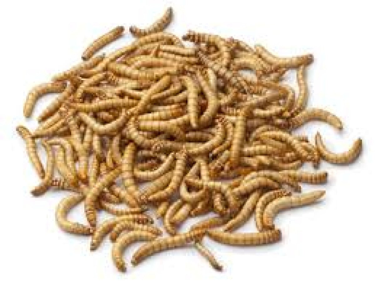 Feeder Mealworms (Bulk pack 50g)