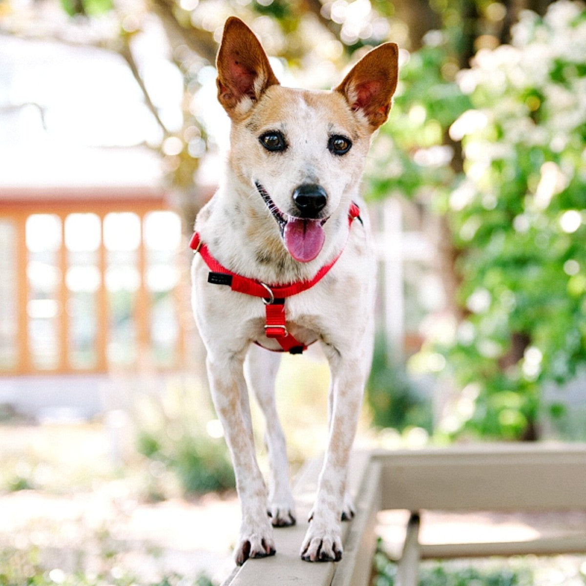 Freedom No-Pull Harness and Leash - Red / XL 1"