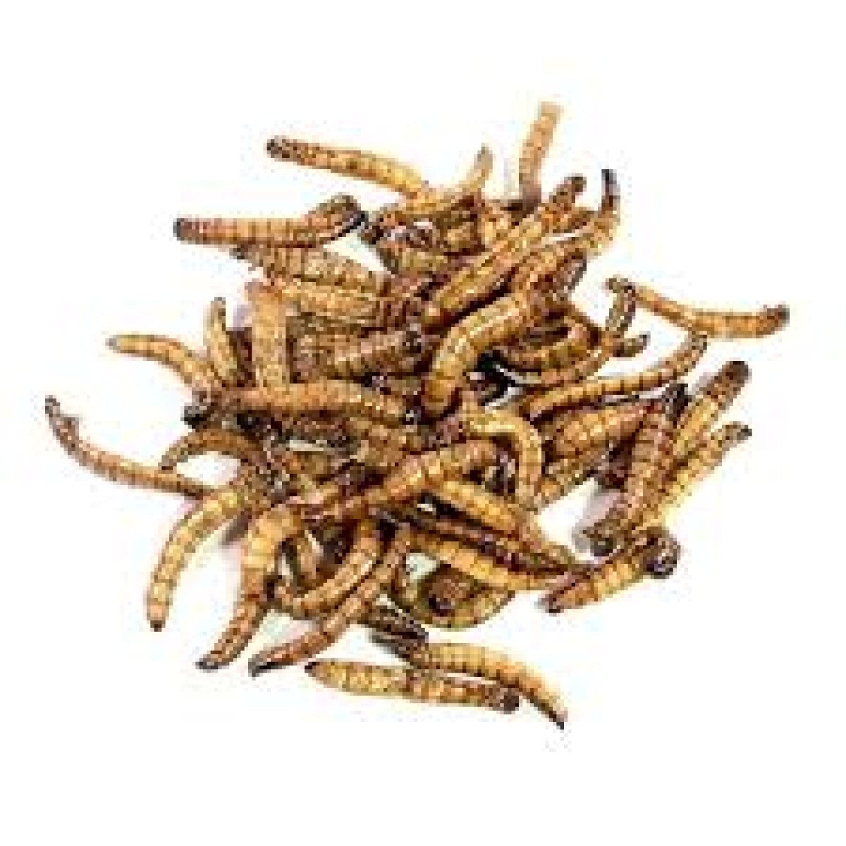 Feeder superworms (Bulk pack 50g)