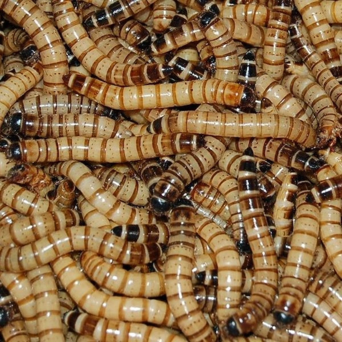 Feeder superworms (Bulk pack 50g)