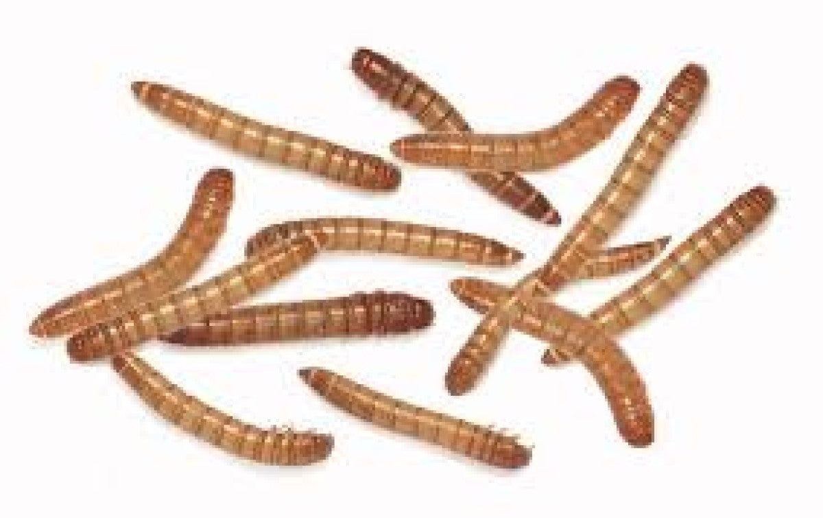 Feeder Mealworm (Pack of approx. 100 pcs)