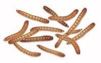 Thumbnail for Feeder Mealworm (Pack of approx. 100 pcs)