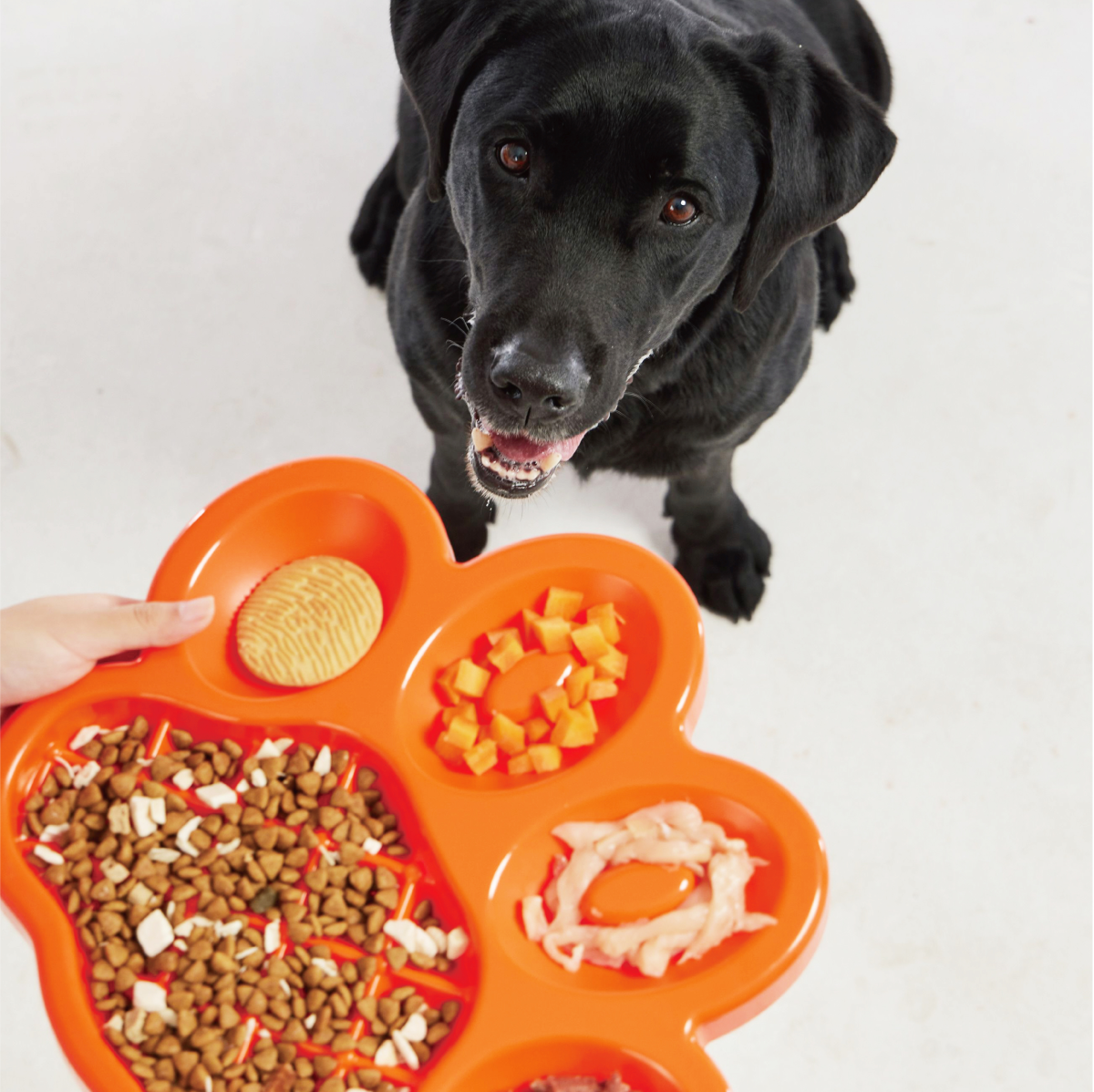 PetDreamHouse PAW Slow Feeder Orange