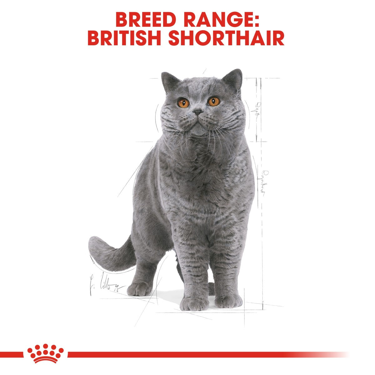 Feline Breed Nutrition British Shorthair Adult 4 KG