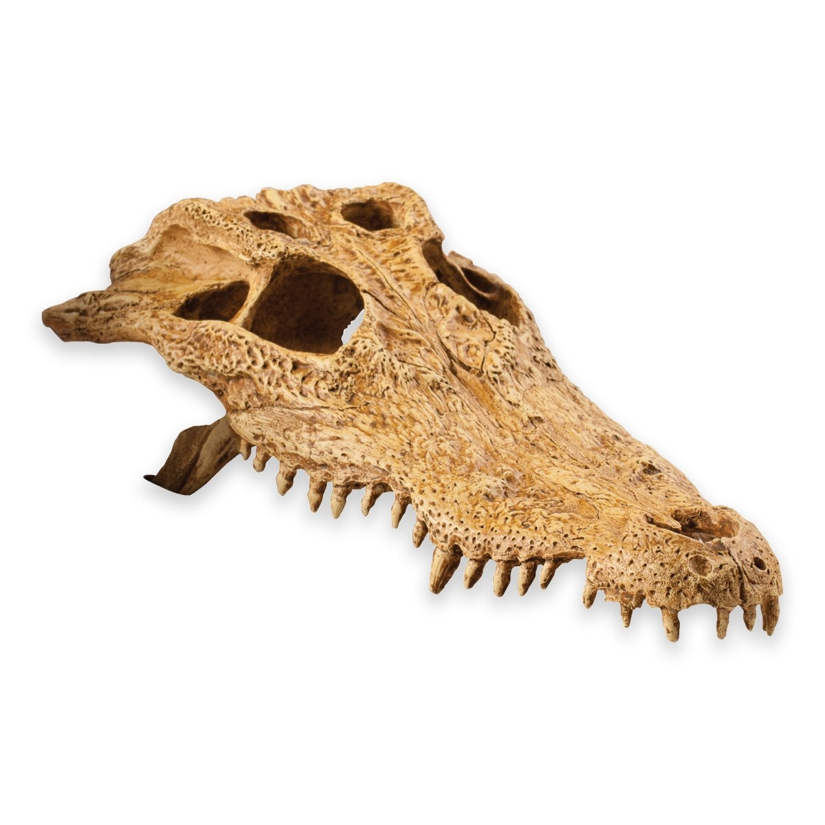 Exo Terra Crocodile Skull