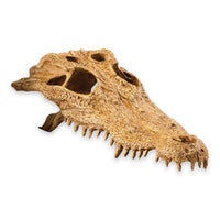 Thumbnail for Exo Terra Crocodile Skull