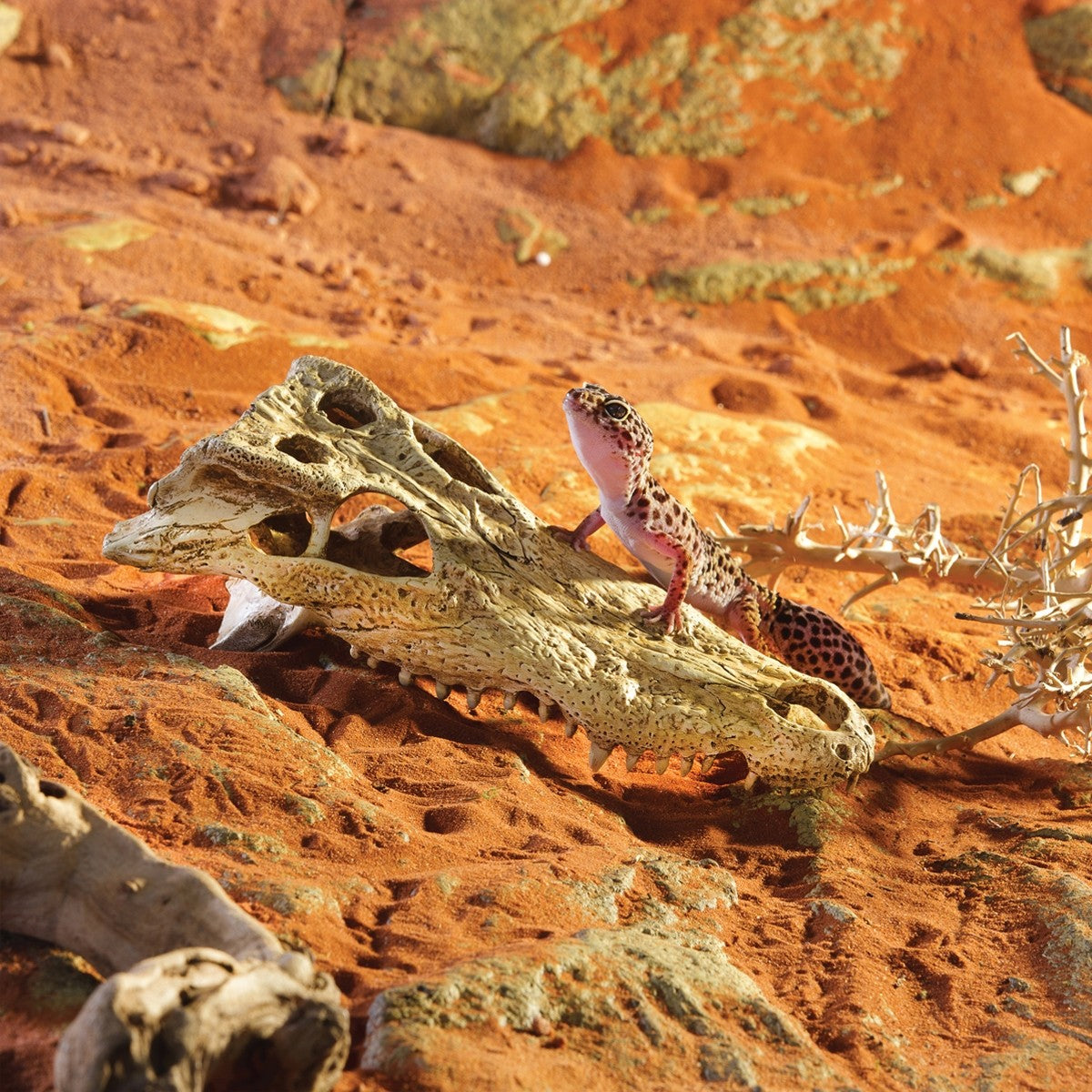 Exo Terra Crocodile Skull