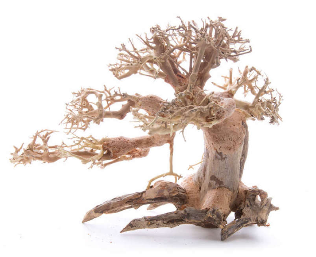 Bonsai Wood - Medium Small / 25x20x15CM / box