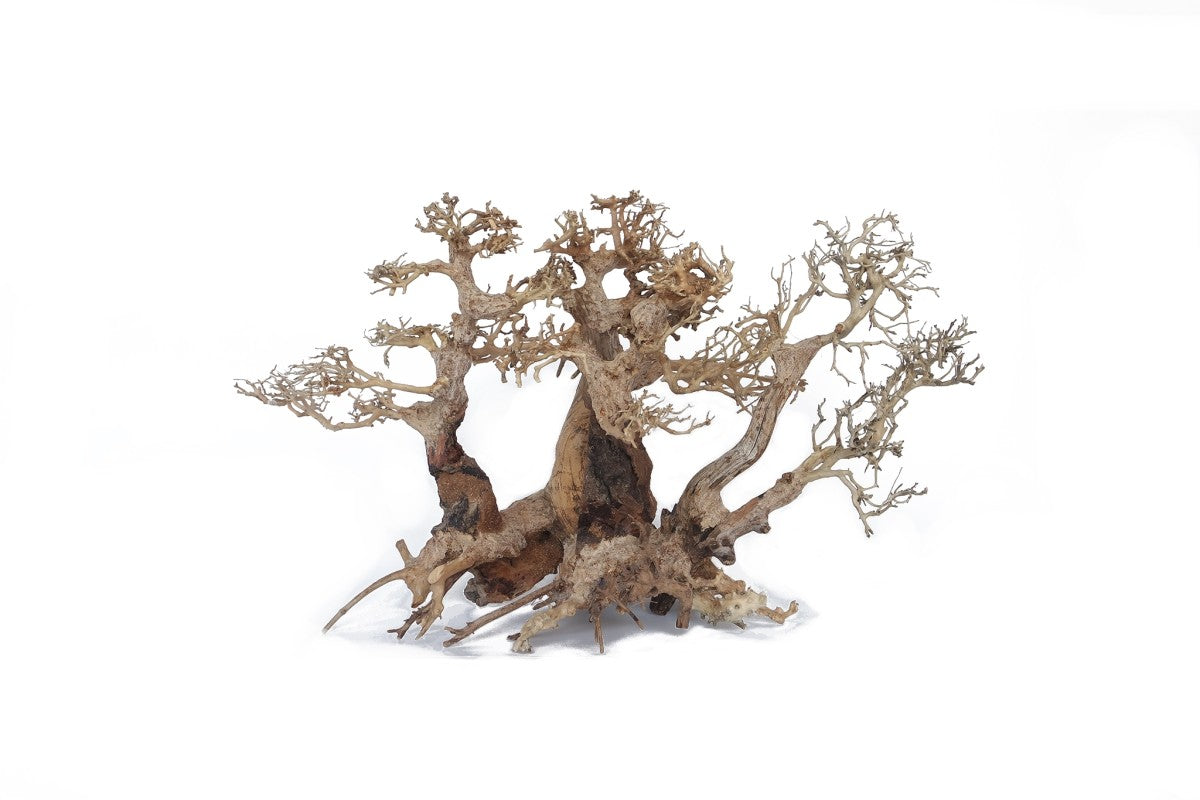 Twins Bonsai Wood - Large / approx. 2pcs