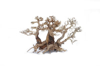 Thumbnail for Twins Bonsai Wood - Large / approx. 2pcs